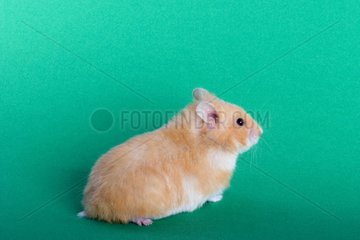 Hamster domesticates on plain bottom