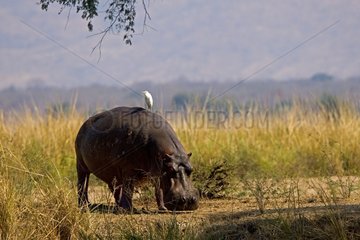 Hippopotamus grazing NP Mana Pools Zimbabwe