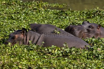 Hippopotamuses resting NP Mana Pools Zimbabwe