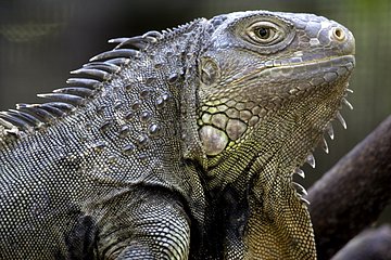 Portrait of an Iguana profile shot Singapore Borneo