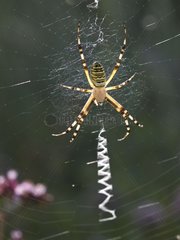 Wasp Spider at steal on its cobweb Doubs France