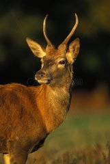 Portrait of a young male Red deer