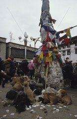Group dogs in front of a flag of prayer Lhassa Tibet