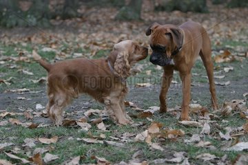 Boxer and Cocker Playing in the forest in France