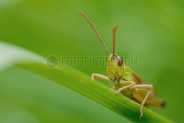 Cricket grazing on grass in Normandie