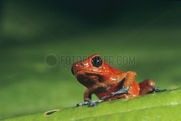 Strawberry Poison Frog on a leaf Panama