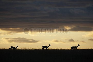Impalas  die in der Reserve von Masaï Mara Kenia laufen