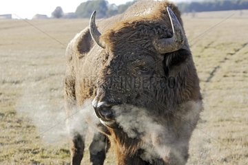 EuropÃ¤ischer Bison in einer Reserve in den Alpes-Maritimes