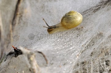 Schnecke auf Caterpillar Web im Sommer Lot Frankreich