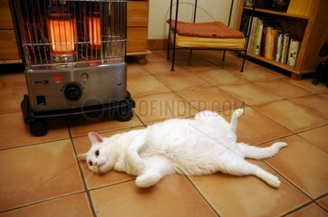 White Cat lolling near a heater France