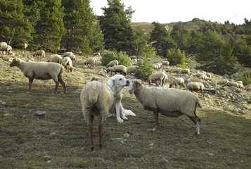 Sheepdog watching a Sheeps herd Mercantour NP