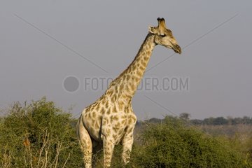 Giraffe in the savanna NP Chobe Botswana