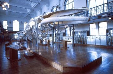Wal -Skelett im ozeanografischen Museum von Monaco