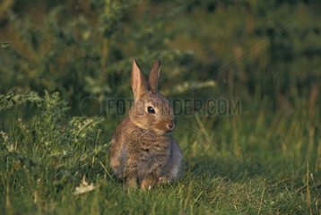 European Rabbit sitting in the grass Picardie France