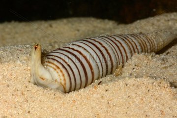Banded Vertagus on sand - New Caledonia