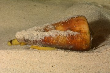 Calf Cone on sand - New Caledonia
