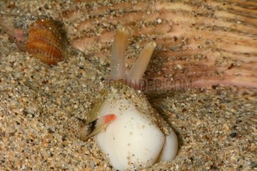 Striate beach clam on sand - New Caledonia