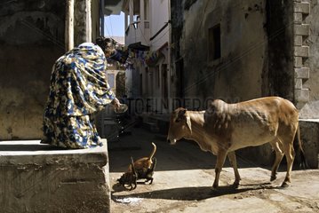 Woman feeding cats in the street near a cow India
