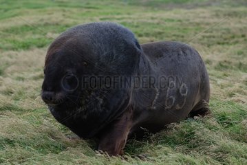 New Zealand Sea Lion body branded in Auckland Islands
