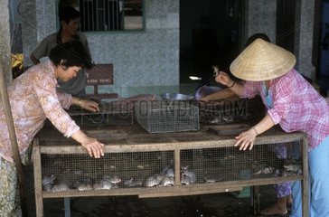 Gefangene und verkaufte Ratten  die fÃ¼r die KÃ¼che Mekong Delta geschnitten wurden