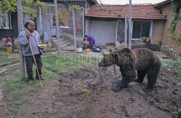 Brown bear dancer enchained during the winter Bulgaria