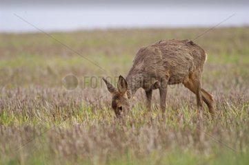 Roe-deer in a fallow in spring France