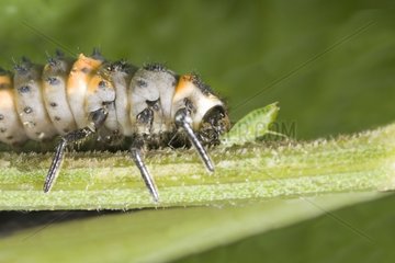 Ladybug larvae eating an aphid