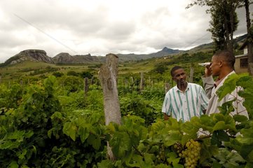Vine White Couderc a small vineyard Madagascar