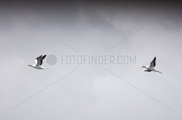 Australasian Gannets in flight under a grey sky Tasmania