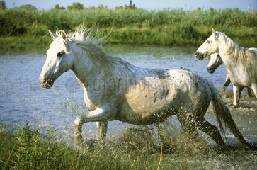 Camargue -Pferde  die in Camargue France Wasser laufen