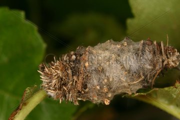 Caterpillar sheath Gorges de la Frau France