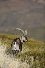 Male Spanish ibex in grass Sierra de Gredos Spain