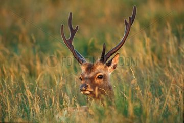 Sika Deer laid down in grass