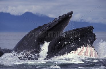Humpback whale Pacific Ocean Alaska USA