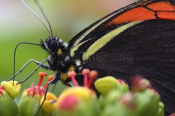 TÃ¤gliche SchmetterlingshÃ¶he tropischer Wald Nicaragua