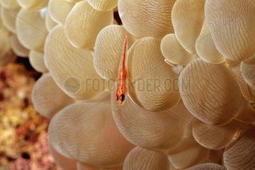 Large whip goby among Bubble Coral Red sea Sudan