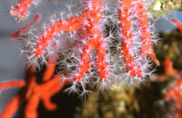 Makrophotographie der roten Korallen Frankreich