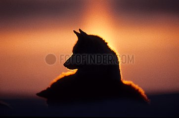 Porträt eines Schlittenhundes in der Mitternachtssonne