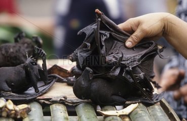 Flying foxes on the market of Tomohon Northern Sulawesi