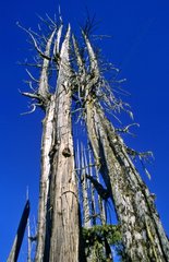 Dead Cedars in a marsh Islands of the Queen Charlotte Canada