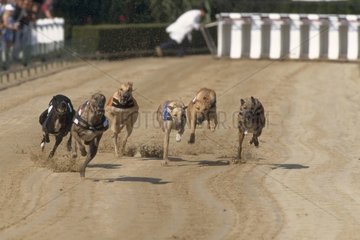 Course de lévriers Greyhound Le Havre France