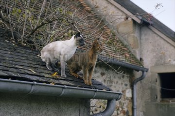 Two Cats sitting on a roof watching the landscape France