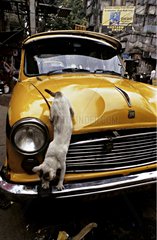 Katze auf einem gelben Auto Calcutta India