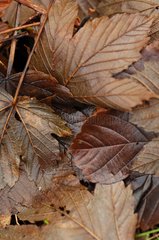Dead leave in close-up Boulogne France