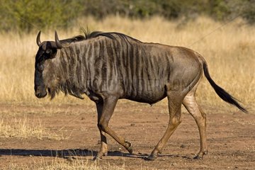 Blue wildebeest walking NP Kruger South Africa