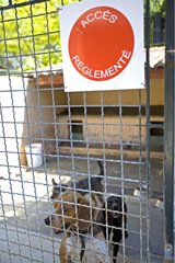Dogs enclosed for medical reasons at the SPCA in France