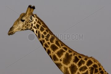 Portrait of a giraffe NP Chobe Botswana