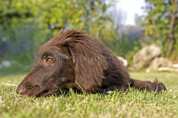 Portrait of a 4-month-old dog lying on the grass in France