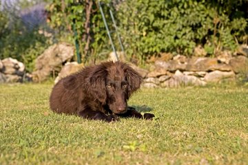 Brown 4-month-old dog lying on the grass in Provence France