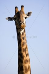 Portrait of a giraffe NP Kruger South Africa